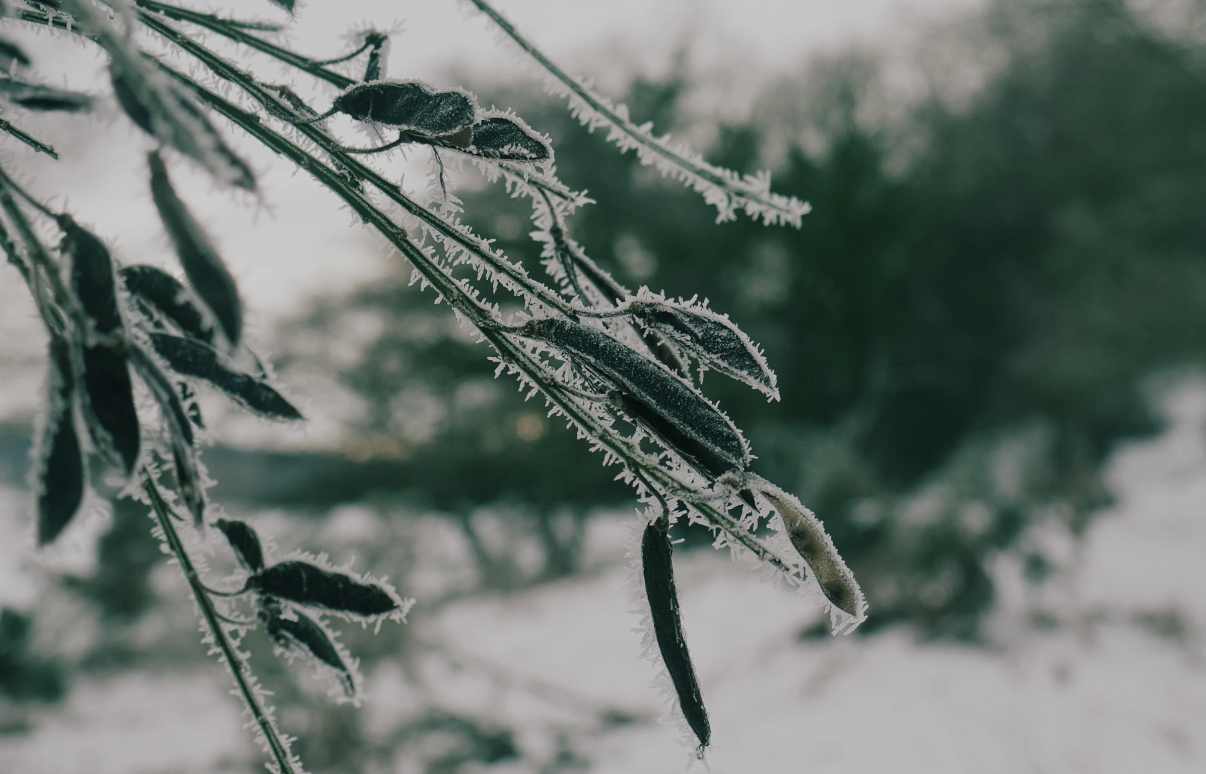 a frosty plant is hanging from a nch