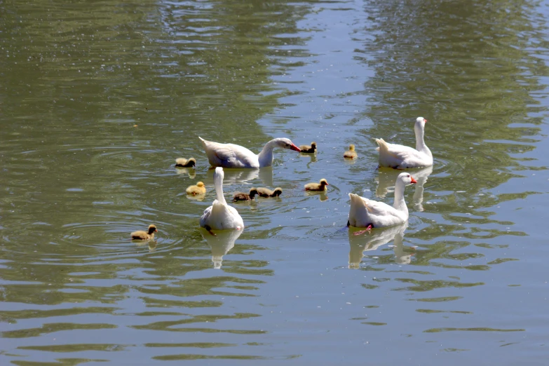 four swans swimming on top of the water