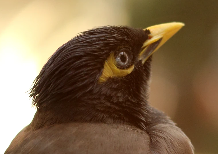 a close - up of a bird with long beak