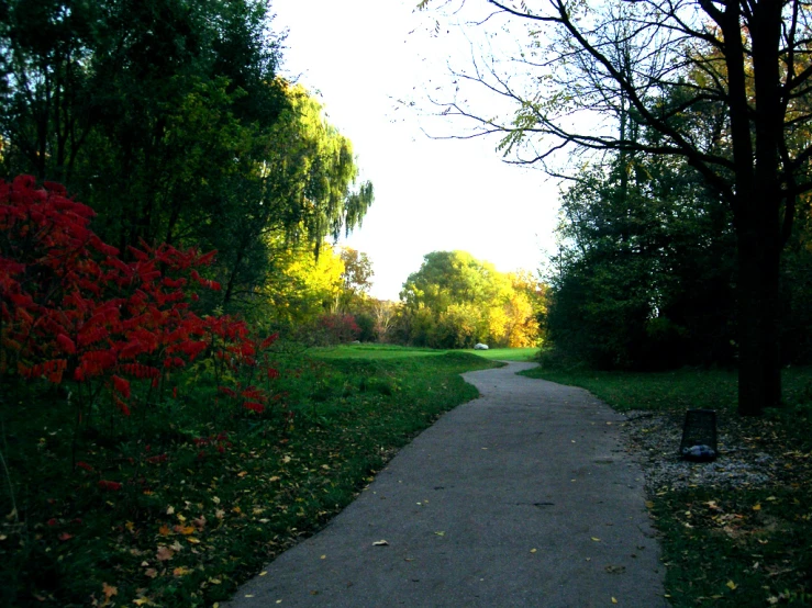 a pathway in the middle of the park has wild flowers in it