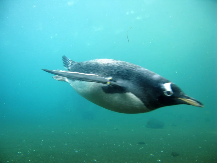 a penguin swimming in the clear water of the ocean