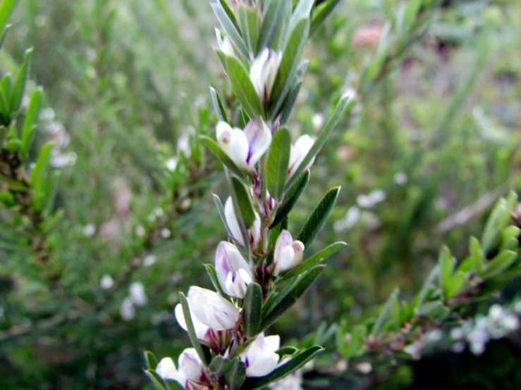 closeup of some white flowers on a green plant