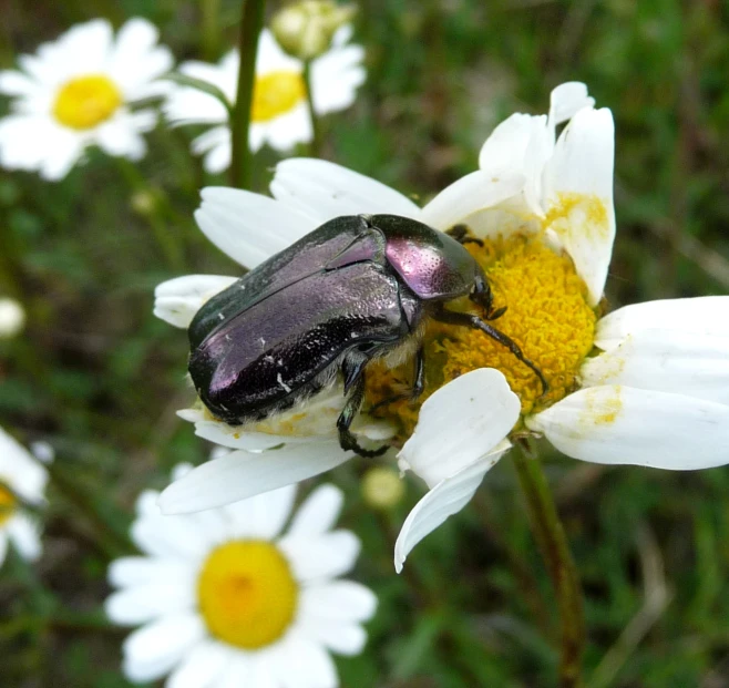a bug that is on top of a flower