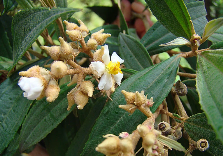 flowers that are blooming in the trees