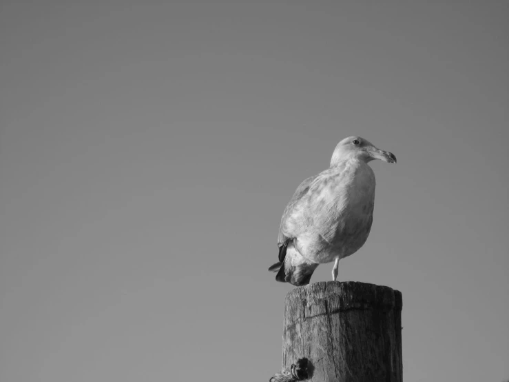 a white bird sitting on top of a wooden post