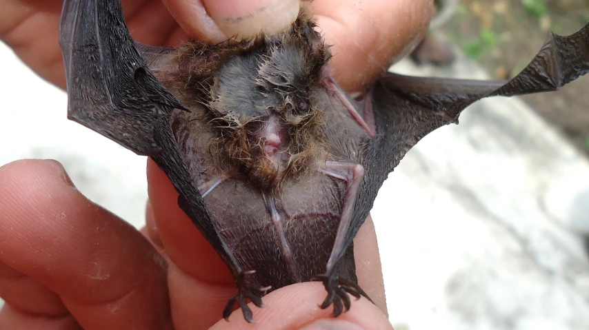 a person holds a large bat with it's mouth open