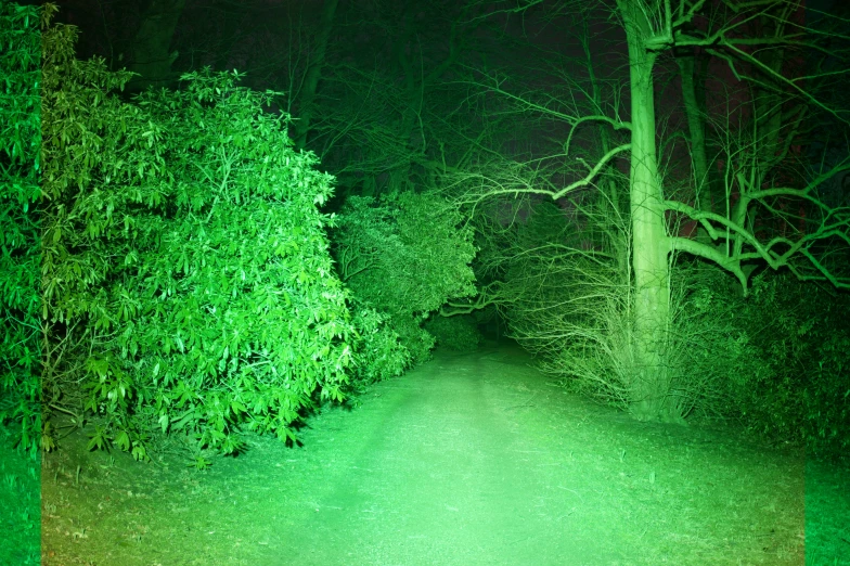 a green path surrounded by trees with the glow of a stop sign
