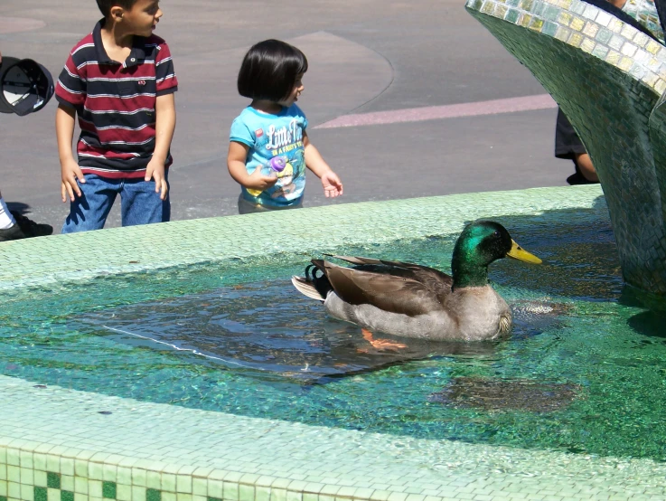 two little s watching ducks swim in the fountain