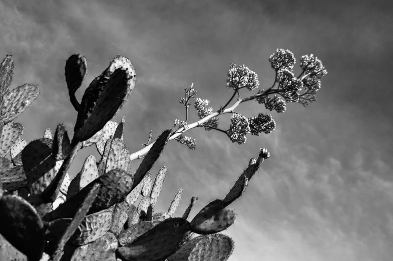 a plant with white flowers sitting next to a building