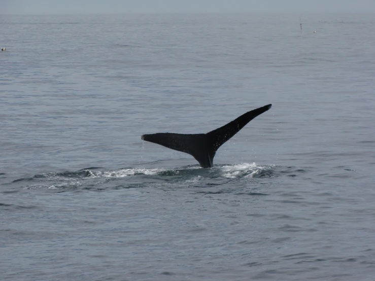 a tail fin is shown sticking out from the water