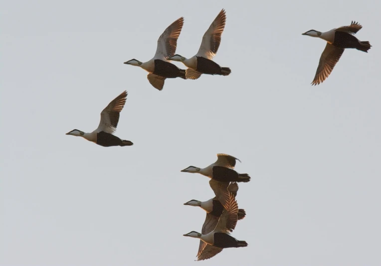 a group of birds fly together in the sky