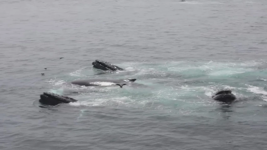 three small whale swimming in the ocean together