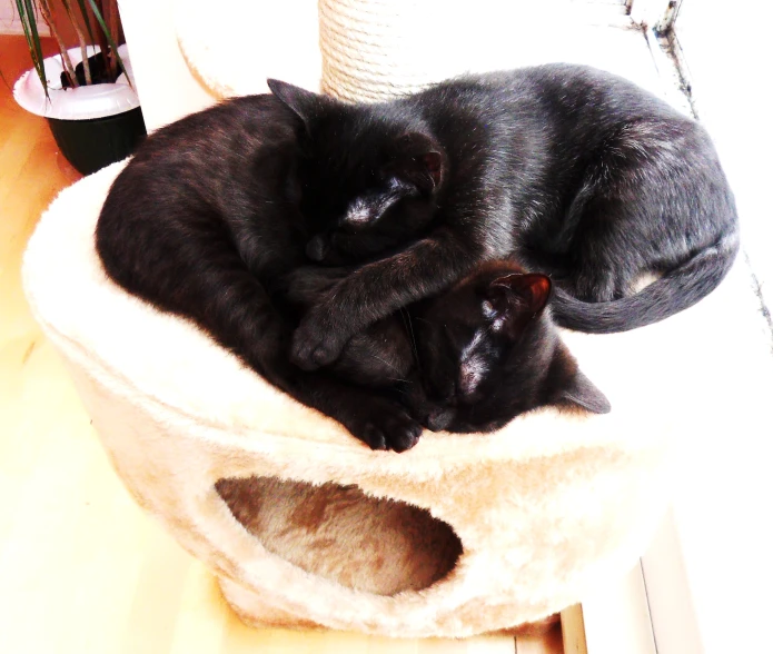 two cats curled up on each other sleeping together