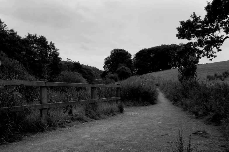 a fence on a path between trees and grass