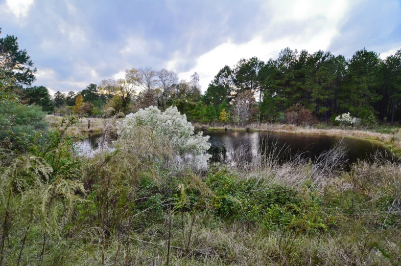 some bushes a lake and a sky with clouds