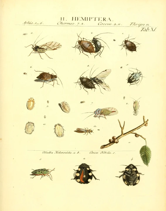 different types of insects and flowers in a book