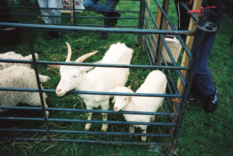 there are several small goats in the pen