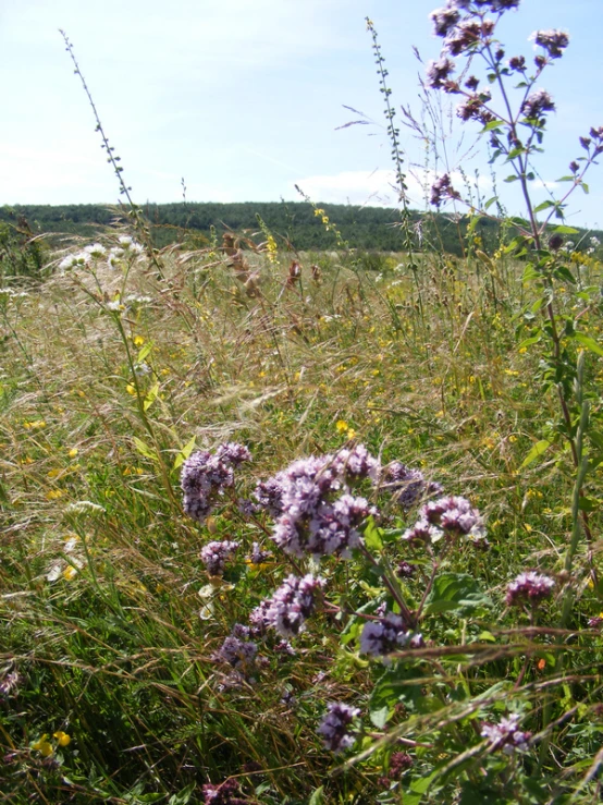 wildflowers and grasses cover the ground as well as in their wild vegetation