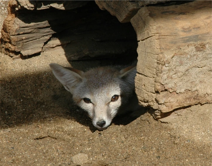 a wolf peers from behind a stone wall