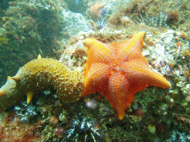 starfish hiding on the coral reef while snoozing