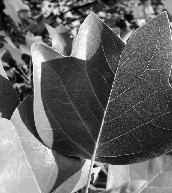 a black and white po of a leaf