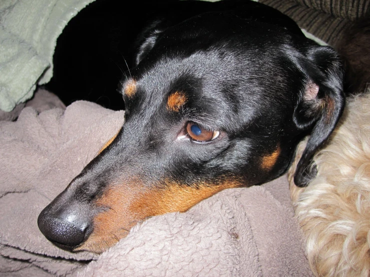 black and tan dog on blanket looking at soing