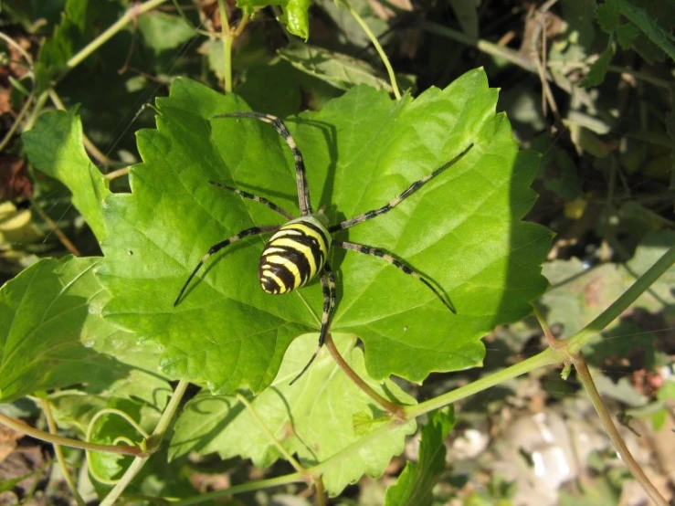 a close up of a spider on a leaf