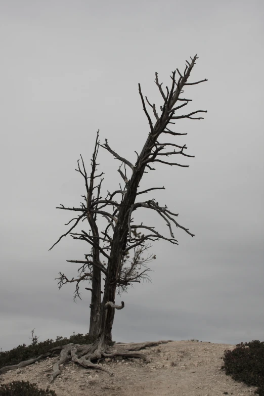 the very tall tree stands out against the grey sky