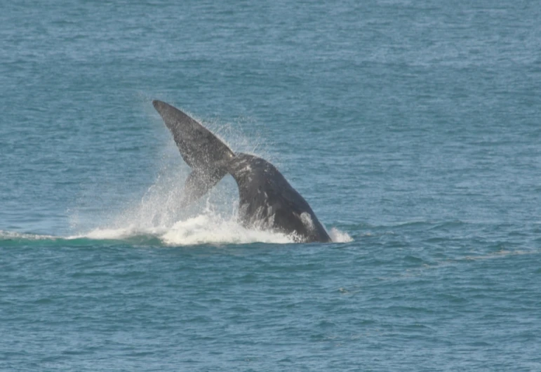 a large gray whale in the ocean is jumping