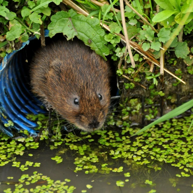 there is a rodent sitting by some grass