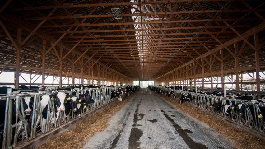 cows in a barn on a dirt road