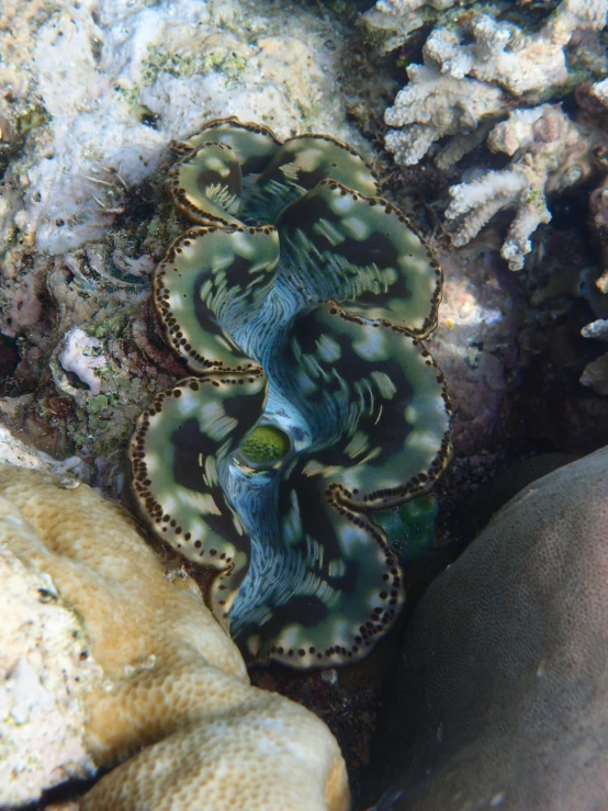 a sea anemone is shown on a reef