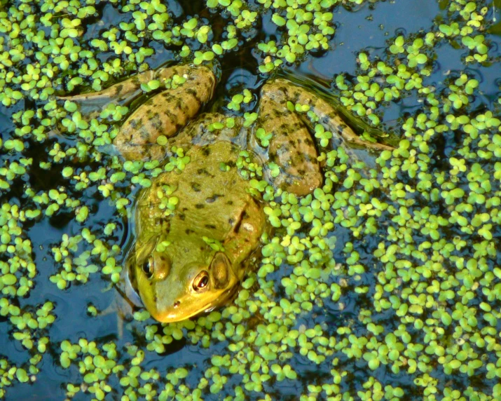 two frogs with their heads in the air and some algae