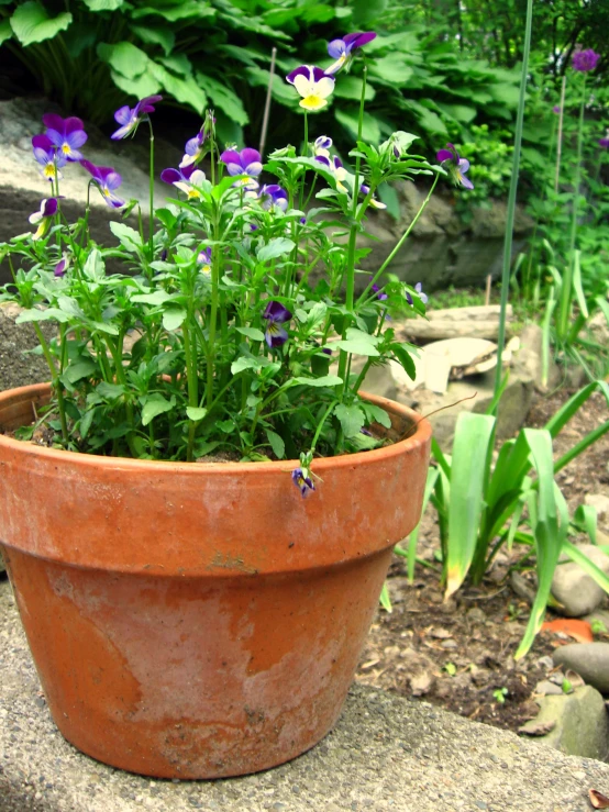 a plant in a flower pot sitting on the ground