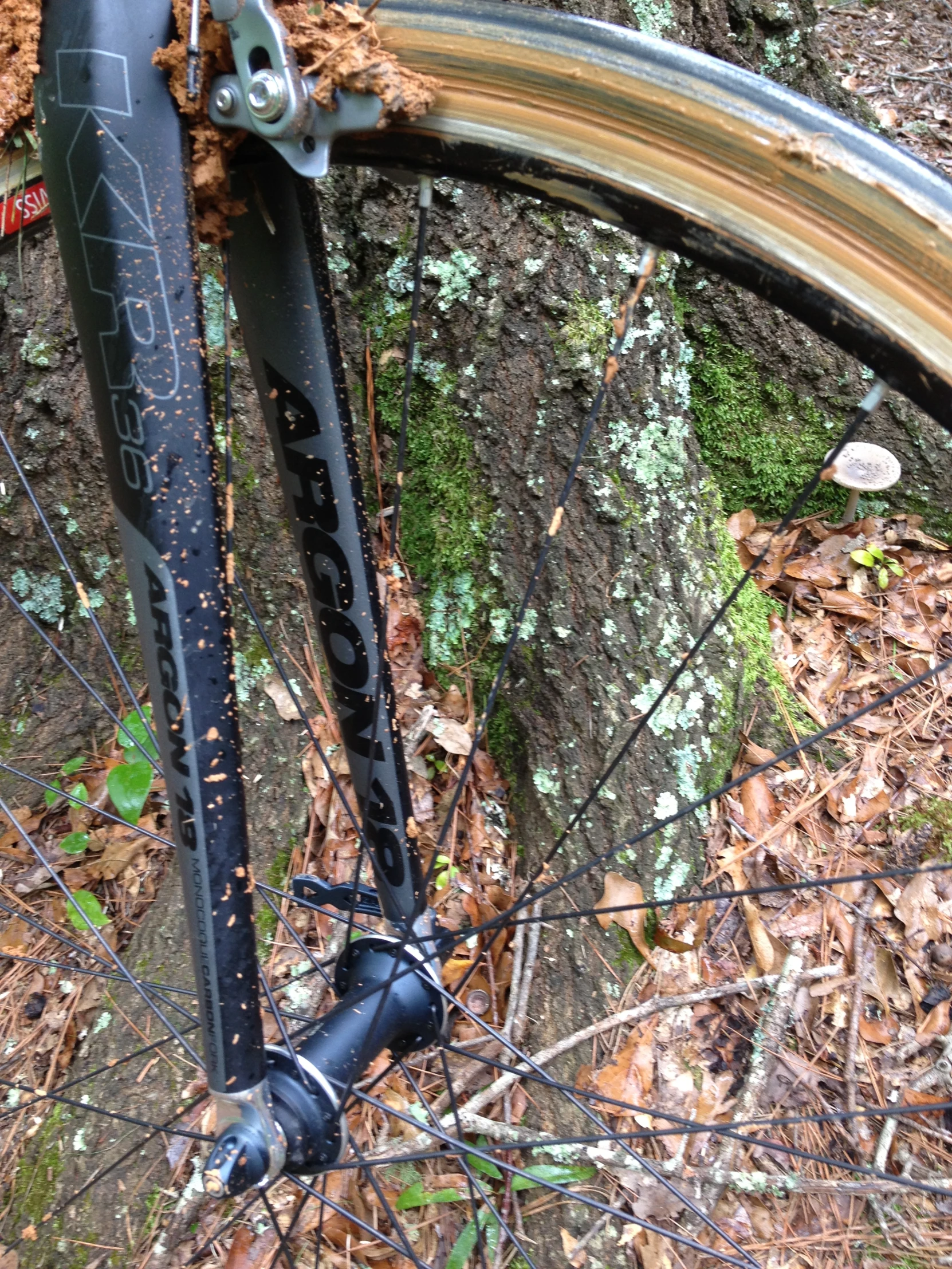 a bike parked up against a tree in the forest