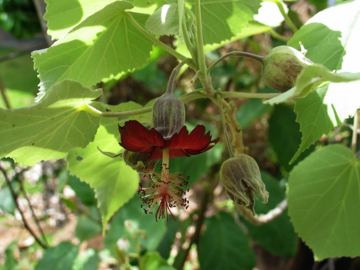 an image of a red flower blooming in the day time