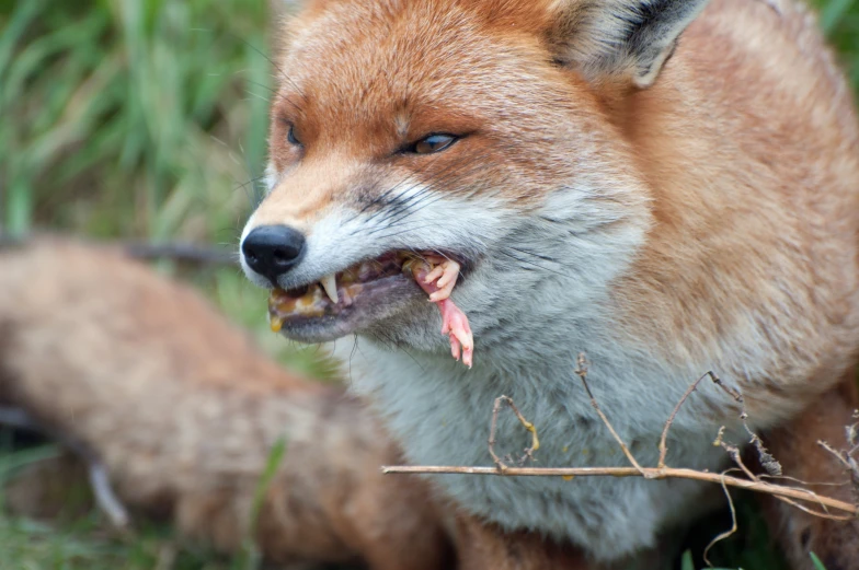 an animal that is sitting in the grass