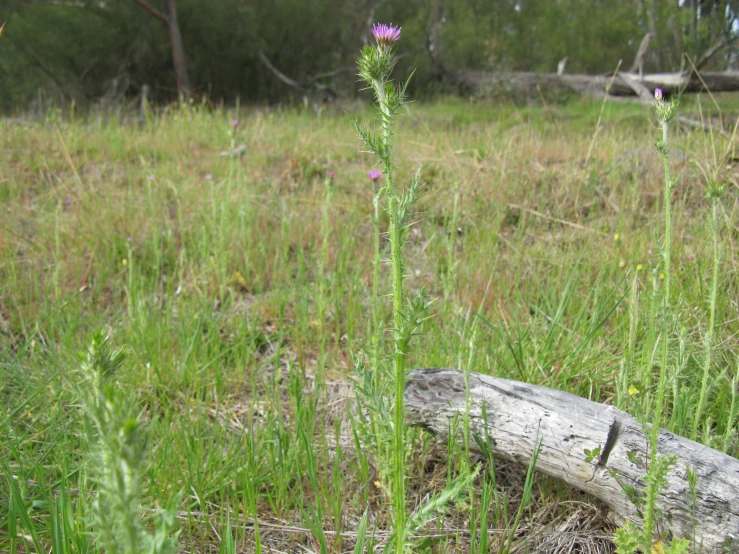 a wildflower stands in the middle of a meadow