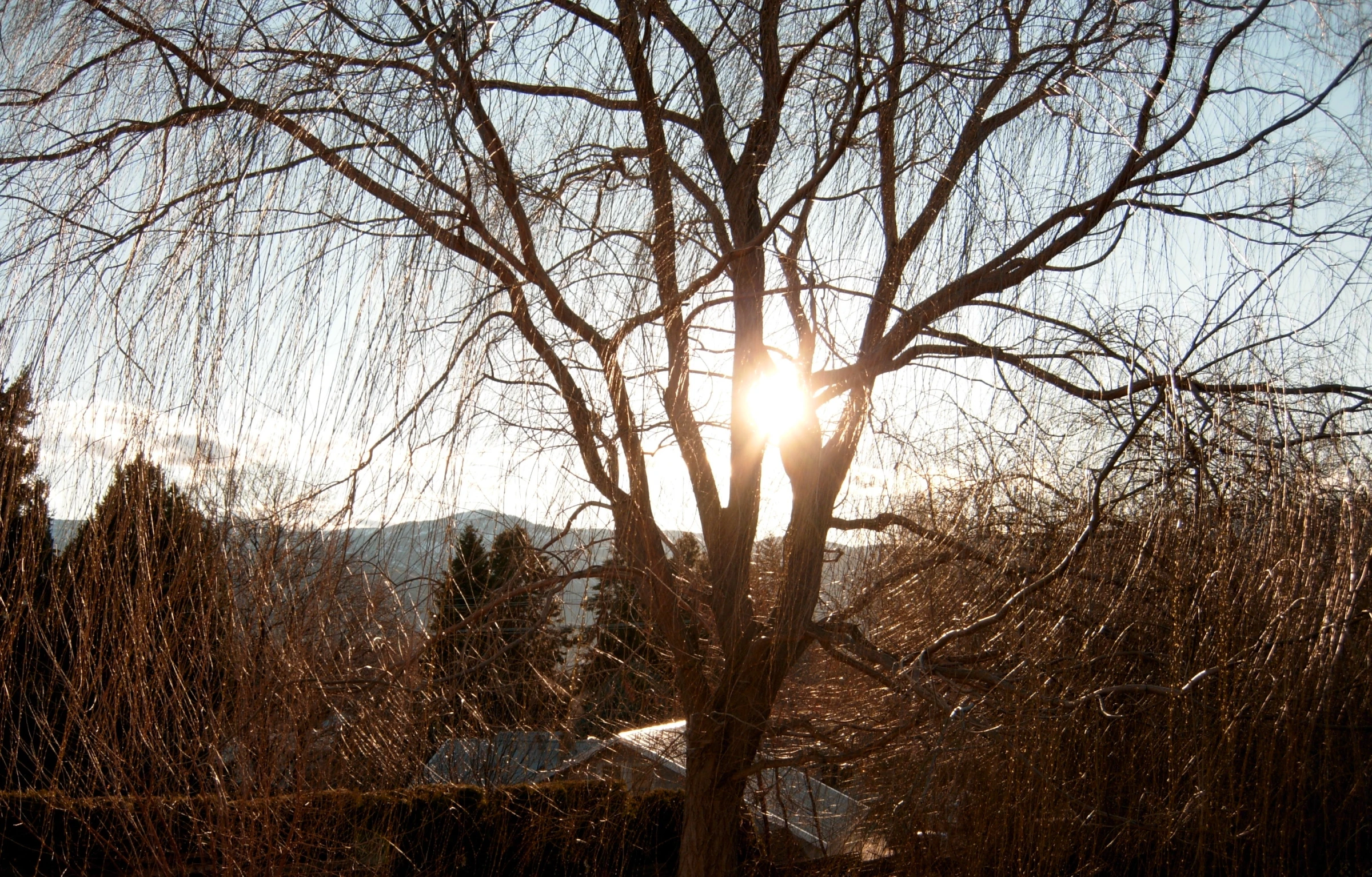 the sun is shining in the sky behind a tree