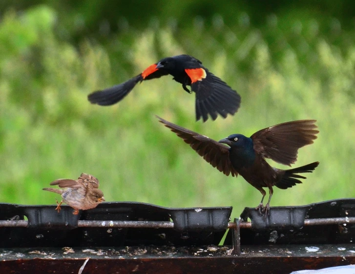 two black birds fighting over soing in the yard
