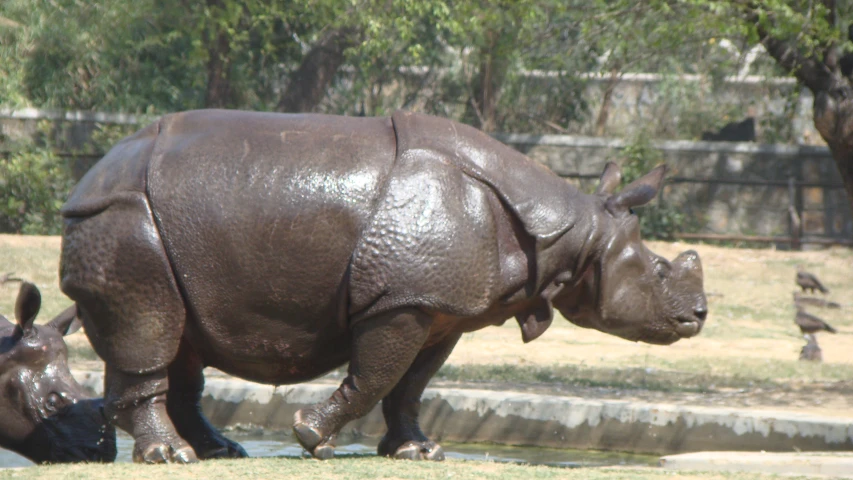 a small rhino and some birds near water