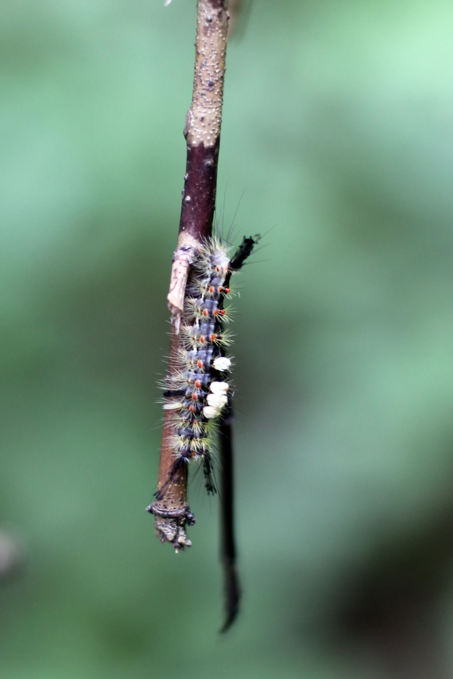 an insect is sitting on the twig that has attached to it