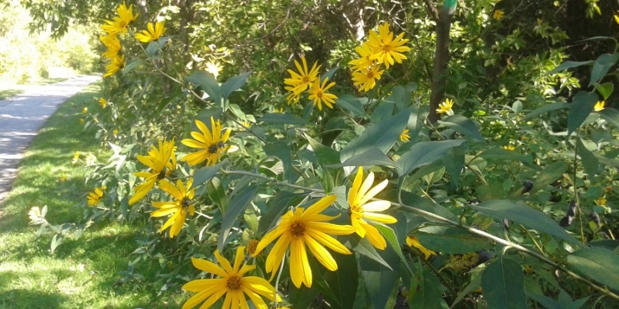 a field of flowers next to a paved road