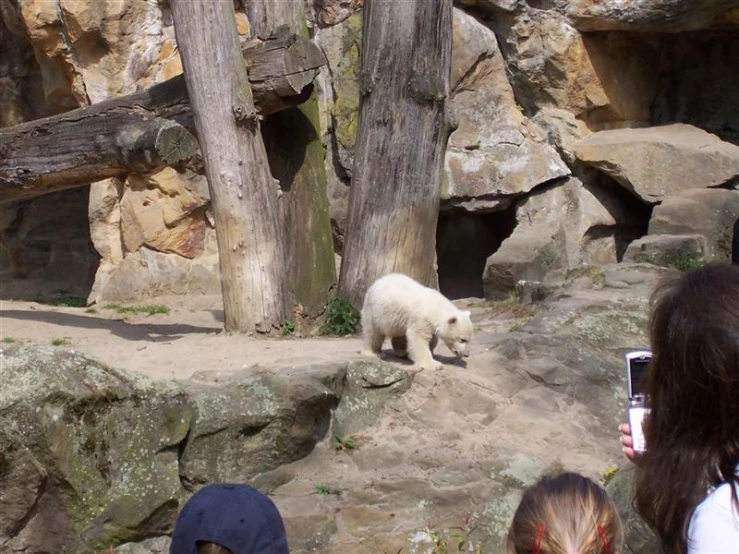 a polar bear on display with people watching