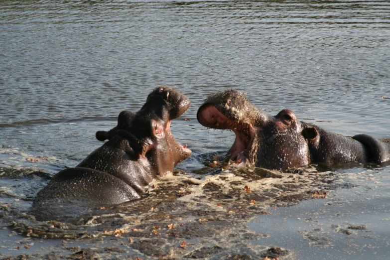 three hippos swim in a body of water