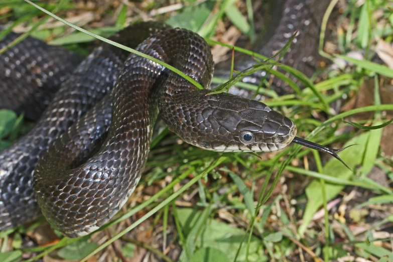 a large snake is on the ground in grass