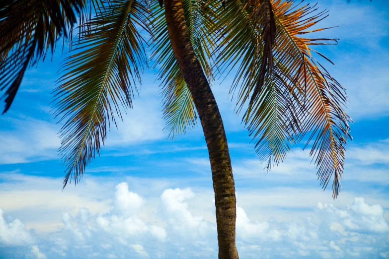 a palm tree sitting on top of a sandy beach