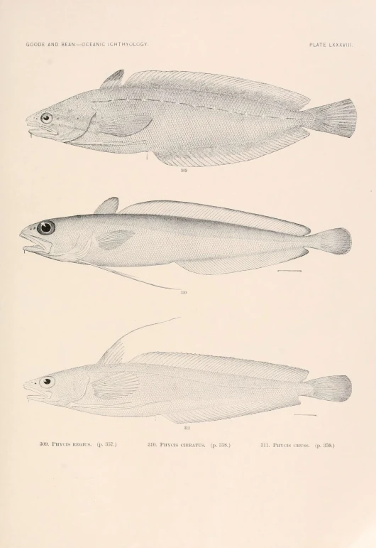 three drawings of fish sitting in water next to each other