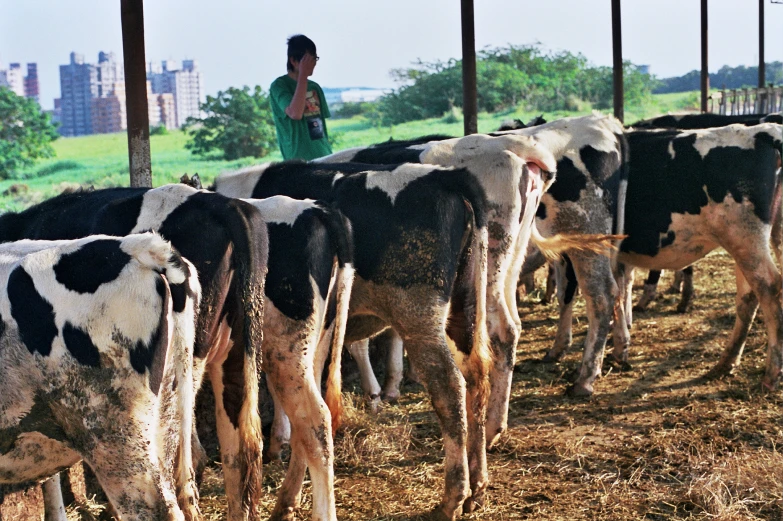 a man riding on the back of a herd of cattle