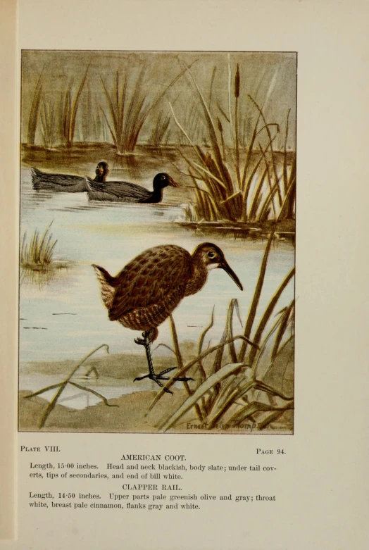 an old print of a duck standing by water